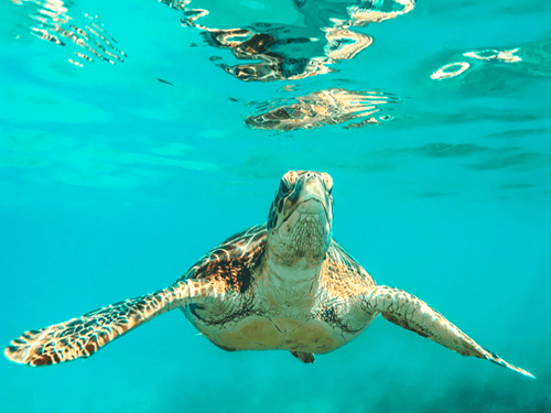 Galle Port Kosgoda Turtle Hatchery Madu River Safari Tour