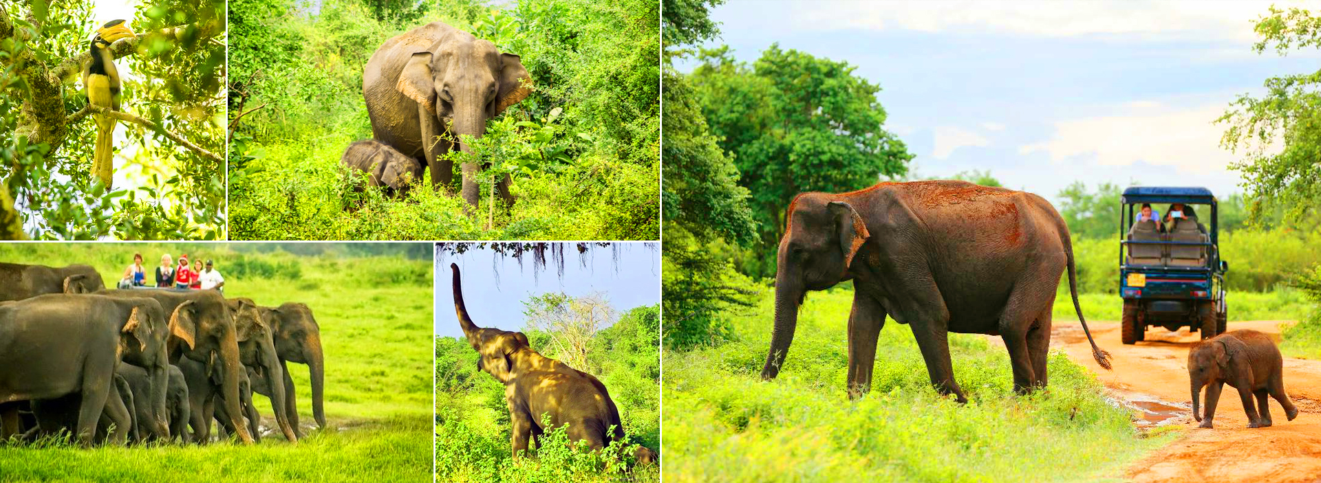 Galle Port Udawalawe Safari Tour in sri lanka