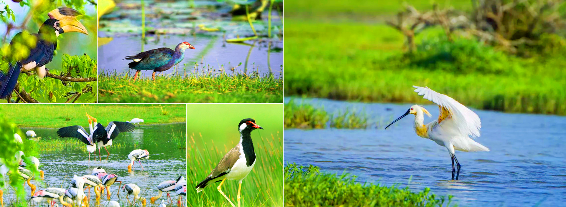 Hambantota Port Bundala Bird Sanctuary Kataragama Temple Tour in sri lanka