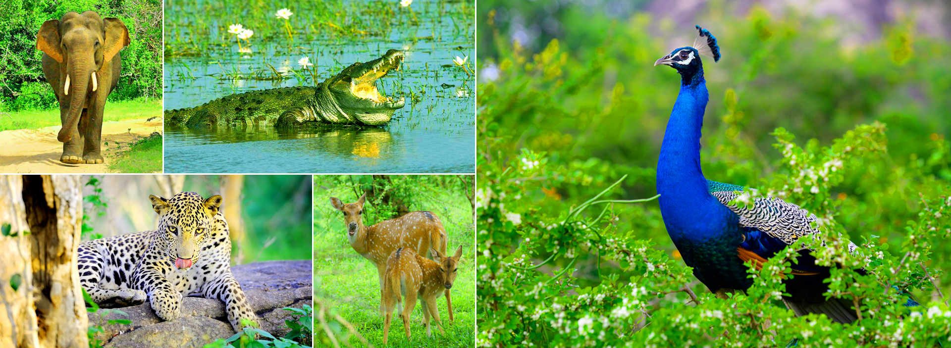 Hambantota Port Yala Safari Tour in sri lanka