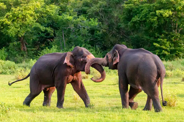 Maravillas culturales paisajísticas y de vida silvestre de Sri Lanka