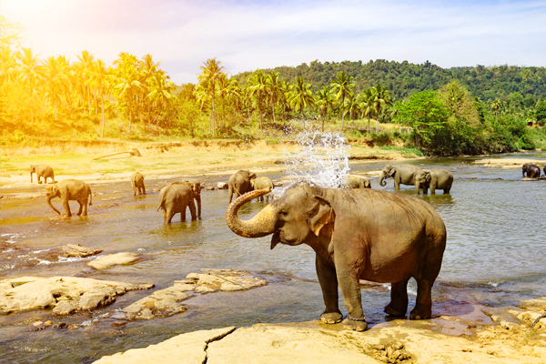 Womens Fascinating Adventures in Sri Lanka