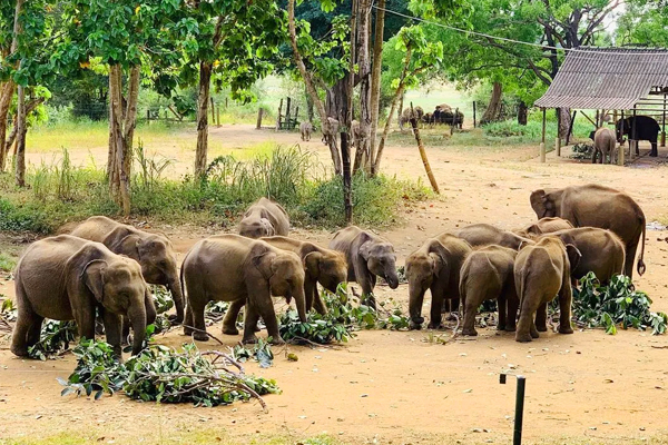 Womens Fascinating Adventures in Sri Lanka