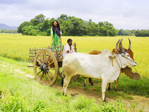 Agricultural & Farming Tours