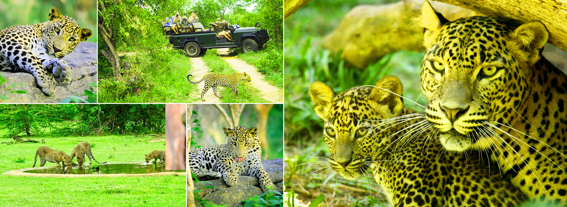 Leopard in Sri Lanka