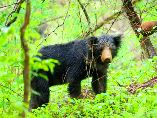 Sloth Bear