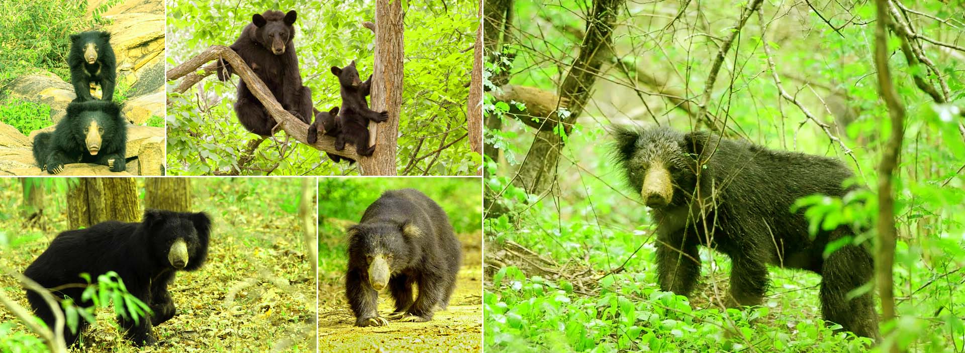 Sloth Bear in Sri Lanka